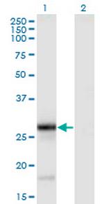 TNFSF9 Antibody in Western Blot (WB)