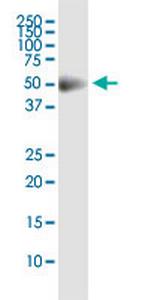 CDS2 Monoclonal Antibody (2B9)