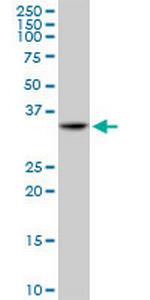 TNFRSF14 Polyclonal Antibody, MaxPab™