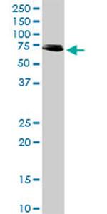 RIPK2 Antibody in Western Blot (WB)