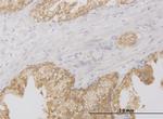 RIPK2 Monoclonal Antibody (3D9)