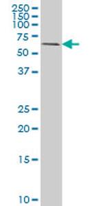 RIPK2 Antibody in Western Blot (WB)