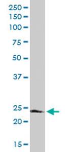 FADD Antibody in Western Blot (WB)