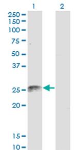 FADD Antibody in Western Blot (WB)