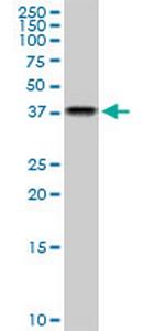 NAPG Monoclonal Antibody (4B5)