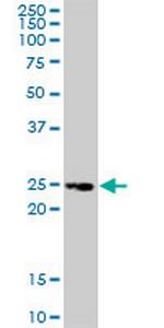TNFRSF18 Monoclonal Antibody (2H4)