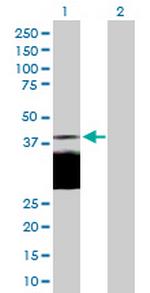 DLK1 Polyclonal Antibody, MaxPab™