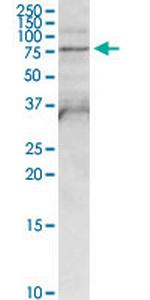 FPGT Polyclonal Antibody, MaxPab™