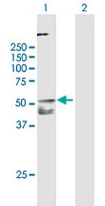 TNFRSF10A Polyclonal Antibody, MaxPab™