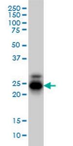 CREG1 Monoclonal Antibody (1B7)