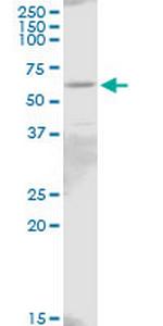 IL18R1 Polyclonal Antibody, MaxPab™