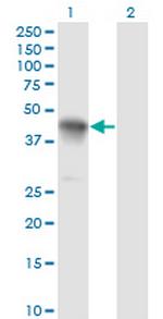 CCNK Monoclonal Antibody (S1)