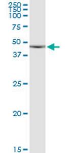 CDKL1 Antibody in Western Blot (WB)