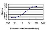 CDKL1 Antibody in ELISA (ELISA)