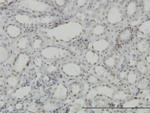 CDKL1 Antibody in Immunohistochemistry (Paraffin) (IHC (P))