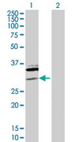 SAP30 Polyclonal Antibody, MaxPab™