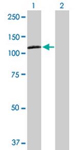 NRP2 Polyclonal Antibody, MaxPab™