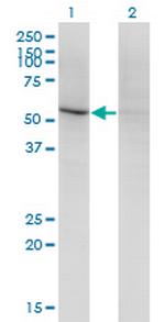 CD84 Monoclonal Antibody (3G10)
