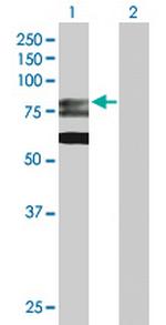 GMPS Polyclonal Antibody, MaxPab™