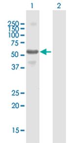 CFLAR Polyclonal Antibody, MaxPab™
