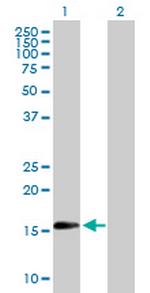 TSC22D1 Polyclonal Antibody, MaxPab™
