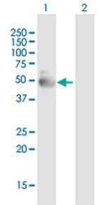 NR1I2 Antibody in Western Blot (WB)