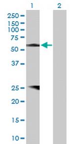 PROZ Polyclonal Antibody, MaxPab™