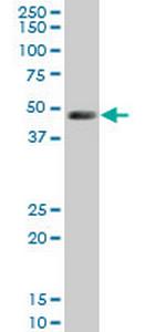 LDB1 Monoclonal Antibody (2G9)
