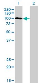 SYNJ2 Monoclonal Antibody (2H8)