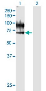 VNN1 Polyclonal Antibody, MaxPab™
