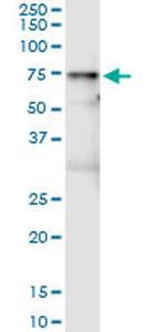 VNN1 Monoclonal Antibody (2B10)