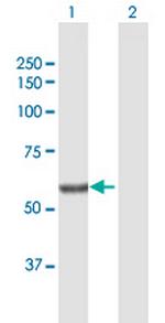 SGPL1 Polyclonal Antibody, MaxPab™