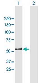ZNF259 Polyclonal Antibody, MaxPab™