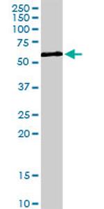 ZNF259 Antibody in Western Blot (WB)