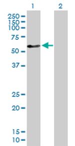 ZNF259 Polyclonal Antibody, MaxPab™