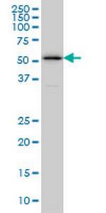 ZNF259 Monoclonal Antibody (6F7)
