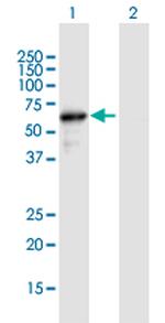 NAE1 Polyclonal Antibody, MaxPab™