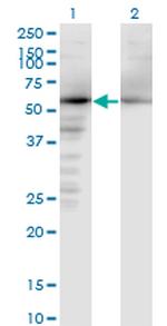 NAE1 Monoclonal Antibody (2E9-D12)