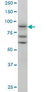 TAX1BP1 Monoclonal Antibody (2C3)