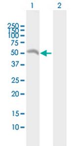 EIF2B3 Polyclonal Antibody, MaxPab™