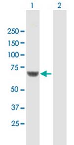 CPNE1 Polyclonal Antibody, MaxPab™