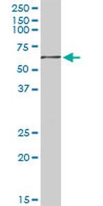 GYG2 Antibody in Western Blot (WB)