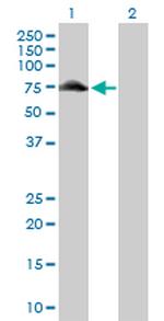 GYG2 Polyclonal Antibody, MaxPab™