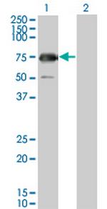 GYG2 Monoclonal Antibody (3D10)