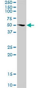 FUBP3 Polyclonal Antibody, MaxPab™
