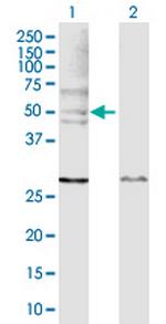 WASL Polyclonal Antibody, MaxPab™