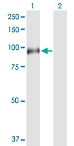 HAP1 Polyclonal Antibody, MaxPab™