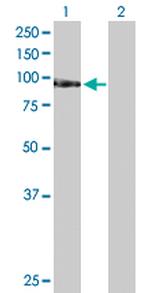 TAF1C Polyclonal Antibody, MaxPab™
