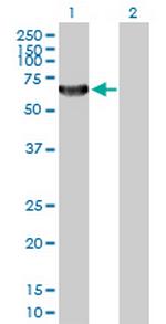 TAF1B Polyclonal Antibody, MaxPab™