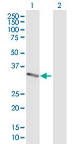 MPZL1 Polyclonal Antibody, MaxPab™